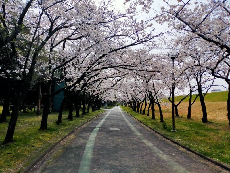 庄内緑地公園の桜