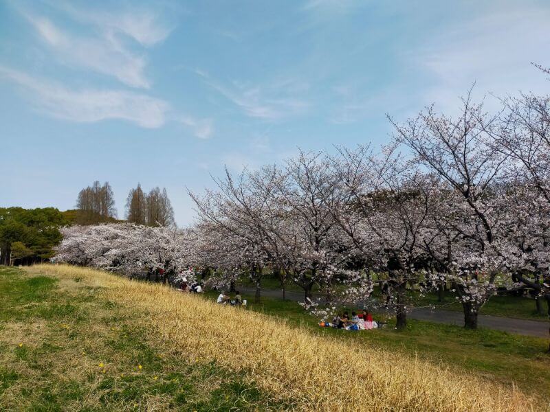 庄内緑地公園の桜